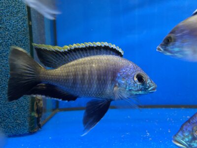 Placidochromis spec. blue otter Tsano Rocks 10-13 cm
