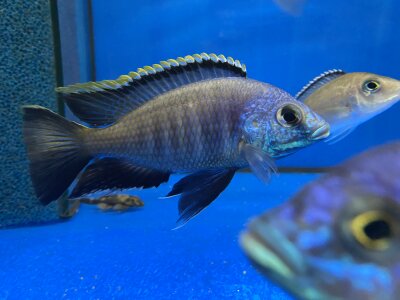 Placidochromis spec. blue otter Tsano Rocks 10-13 cm