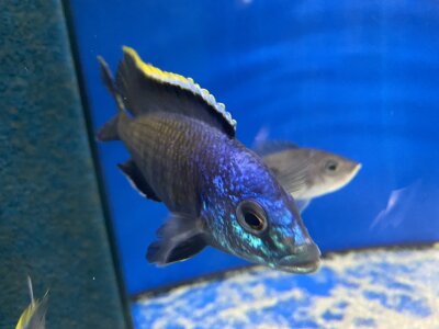 Placidochromis spec. blue otter Tsano Rocks 10-13 cm