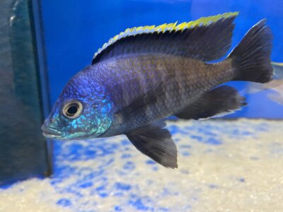 Placidochromis spec. blue otter Tsano Rocks 10-13 cm
