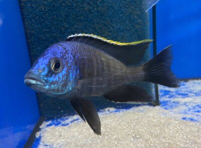 Placidochromis spec. blue otter Tsano Rocks 10-13 cm