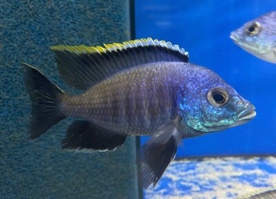 Placidochromis spec. blue otter Tsano Rocks 10-13 cm