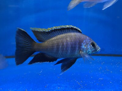 Placidochromis spec. blue otter Tsano Rocks 10-13 cm