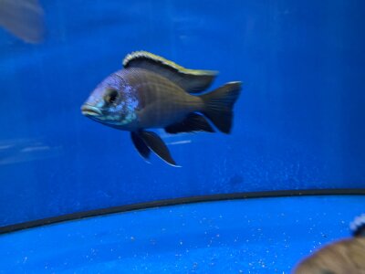 Placidochromis spec. blue otter Tsano Rocks 10-13 cm