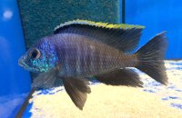 Placidochromis spec. blue otter Tsano Rocks 10-13 cm