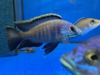 Placidochromis spec. blue otter Tsano Rocks 10-13 cm