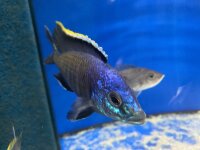 Placidochromis spec. blue otter Tsano Rocks 10-13 cm
