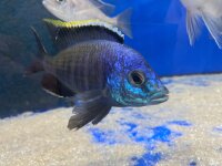 Placidochromis spec. blue otter Tsano Rocks 10-13 cm