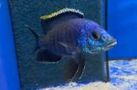 Placidochromis spec. blue otter Tsano Rocks 10-13 cm