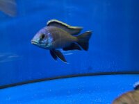 Placidochromis spec. blue otter Tsano Rocks 10-13 cm
