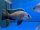 Placidochromis spec. blue otter Tsano Rocks 12-15 cm
