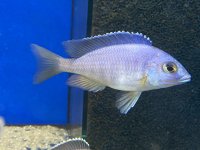 Placidochromis spec. electra blue Hongi 8-10 cm