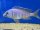 Placidochromis spec. electra blue Hongi 8-10 cm