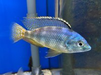 Placidochromis spec. johnstoni Solo 7-10 cm