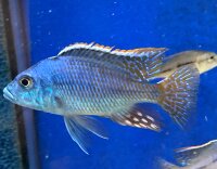 Protomelas similis 7-9 cm