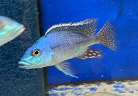 Protomelas similis 7-9 cm