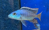 Protomelas similis 7-9 cm
