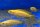 Chalinochromis cyanophleps orange 6-7 cm