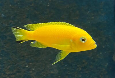 Pseudotropheus spec. Daktari 6-8 cm