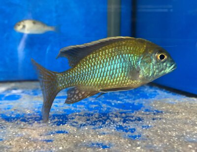Tramitichromis intermedius Kambiri 10-13 cm