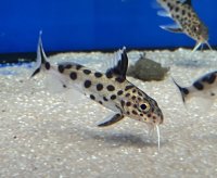 Synodontis multipunctatus 10-13 cm