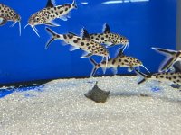 Synodontis multipunctatus 10-13 cm