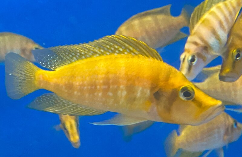Altolamprologus compressiceps Mandarin Titcha 6-8 cm