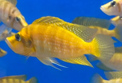 Altolamprologus compressiceps Mandarin Titcha 6-8 cm