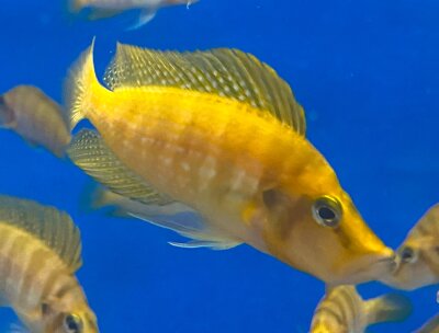Altolamprologus compressiceps Mandarin Titcha 6-8 cm