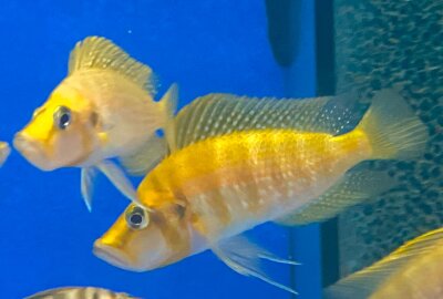 Altolamprologus compressiceps Mandarin Titcha 6-8 cm