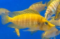 Altolamprologus compressiceps Mandarin Titcha 6-8 cm