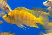 Altolamprologus compressiceps Mandarin Titcha 6-8 cm