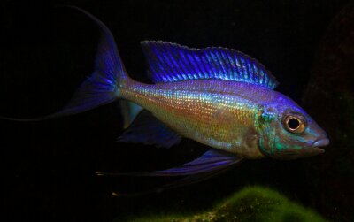 Cyathopharynx foai Mikongolo 6-8 cm