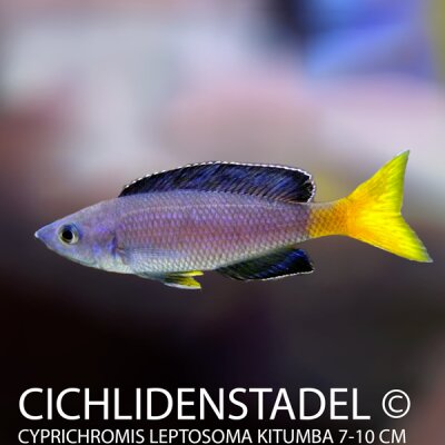 Cyprichromis leptosoma Kitumba 7-9 cm