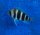 Cyphotilapia frontosa Ikola blue 5-6 cm