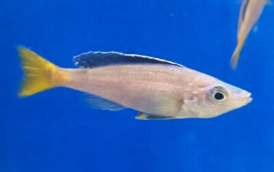 Cyprichromis leptosoma Mpulungu blue flash 6-9 cm