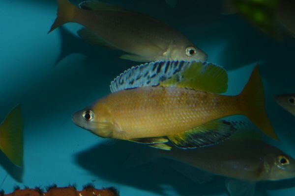 Cyprichromis leptosoma jumbo kitumba, 21,75