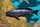 Cyprichromis leptosoma speckleback Moba 8-10 cm