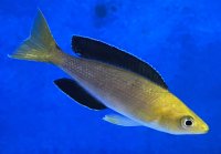 Cyprichromis leptosoma yellow head jumbo 6-7 cm