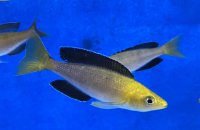 Cyprichromis leptosoma yellow head jumbo 6-7 cm