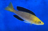 Cyprichromis leptosoma yellow head jumbo 7-9 cm