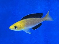 Cyprichromis leptosoma yellow head jumbo 7-9 cm