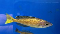 Cyprichromis microlepidotus Bemba 6-8 cm