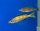 Cyprichromis microlepidotus Bemba 6-8 cm