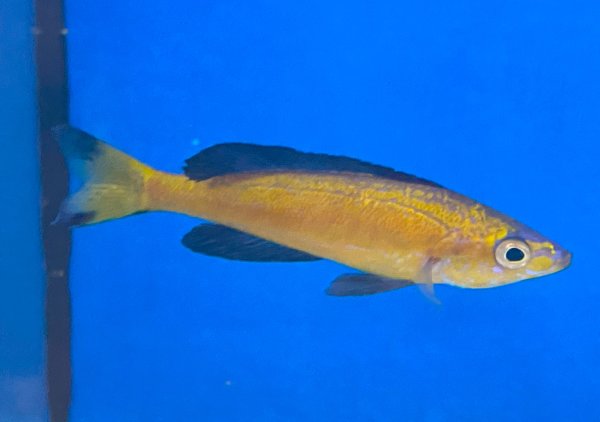 Cyprichromis microlepidotus Kasai 8-10 cm