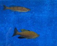 Cyprichromis microlepidotus Kiriza black 5-6 cm
