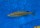 Cyprichromis microlepidotus Kiriza black 5-6 cm
