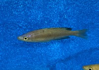 Cyprichromis microlepidotus Kiriza black 8-11 cm