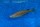 Cyprichromis microlepidotus Kiriza black 8-11 cm