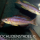 Cyprichromis microlepidotus Bulu Point 9-12 cm